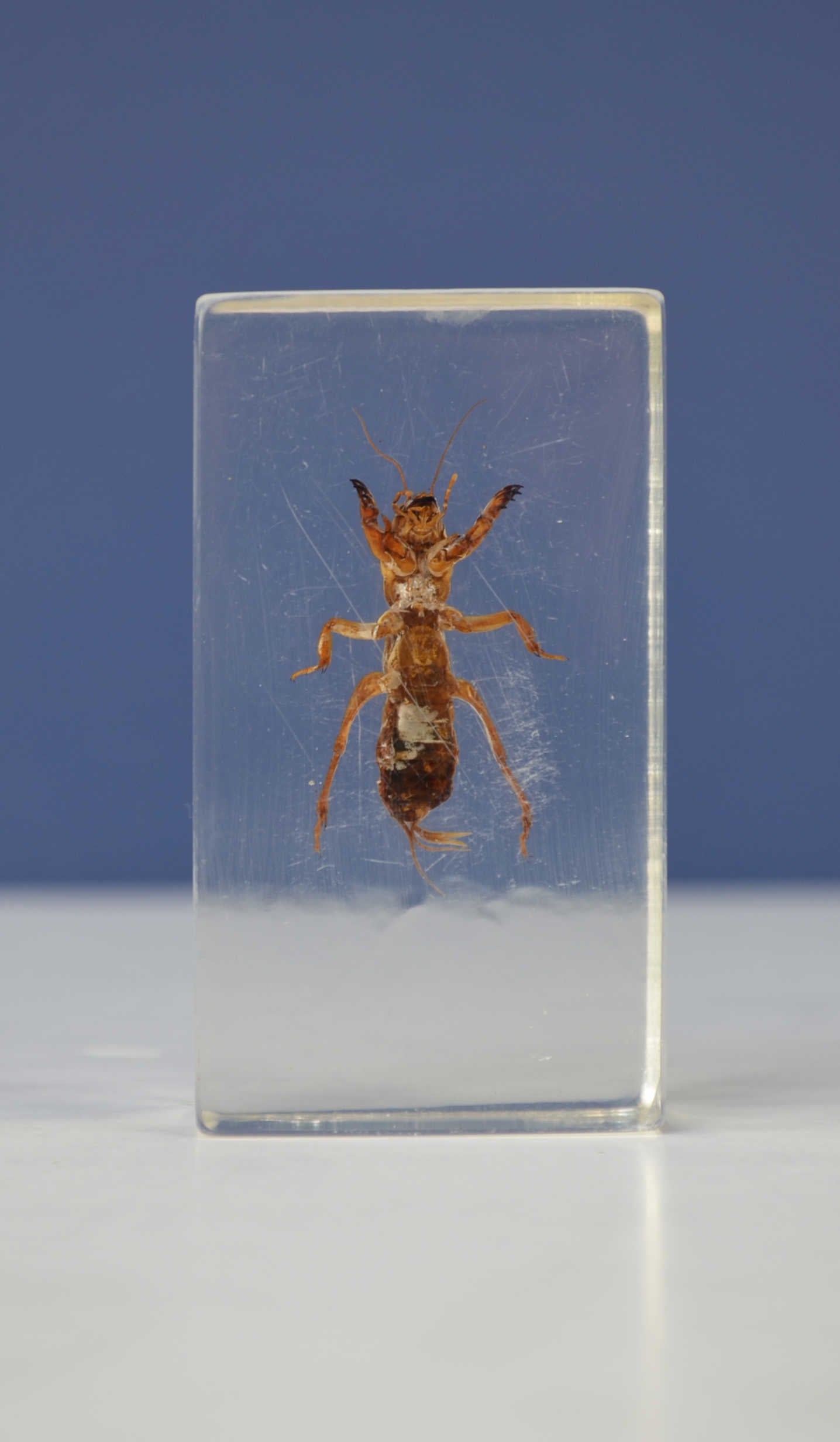 Scientific Entomology / Taxidermy Insects (CA)