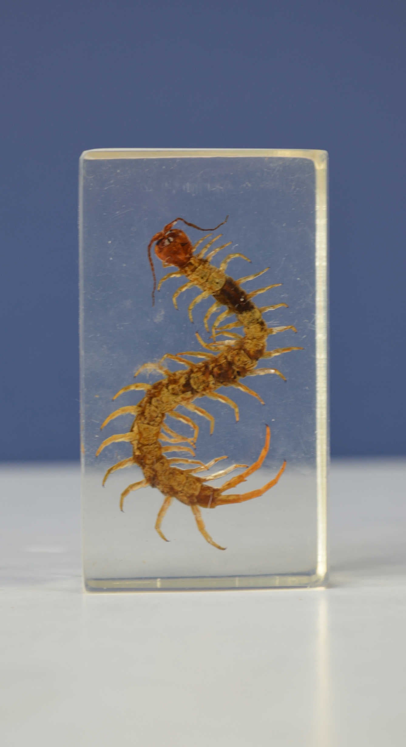 Scientific Entomology / Taxidermy Insects (CB)