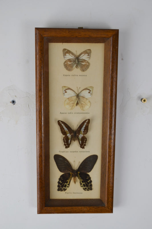 Vintage Butterfly Taxidermy