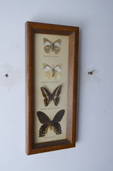 Vintage Butterfly Taxidermy