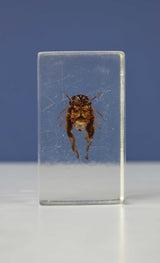 Scientific Entomology / Taxidermy Insects (CA)