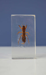 Scientific Entomology / Taxidermy Insects (CA)