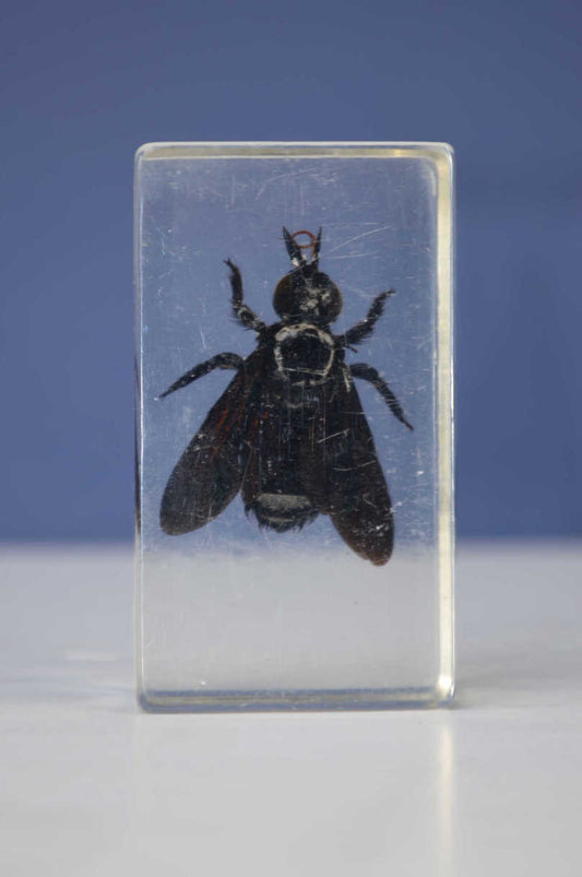 Scientific Entomology / Taxidermy Insects (CA)