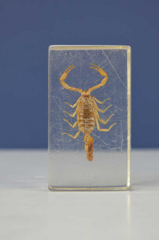 Scientific Entomology / Taxidermy Insects (CB)