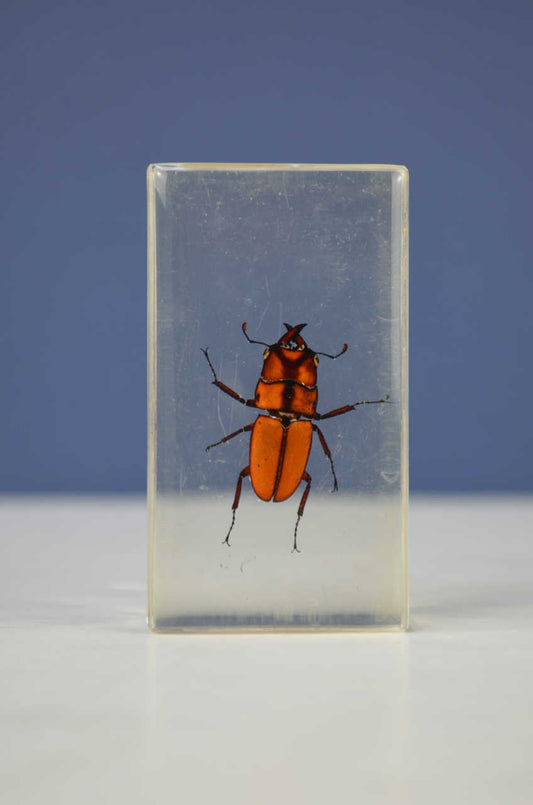 Scientific Entomology / Taxidermy Insects (CC)