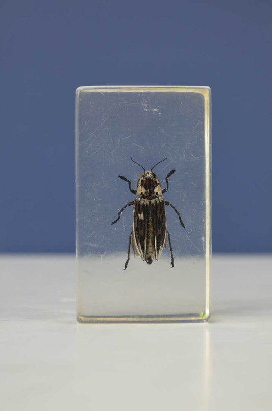 Scientific Entomology / Taxidermy Insects (CE)