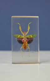 Scientific Entomology / Taxidermy Insects (FE)