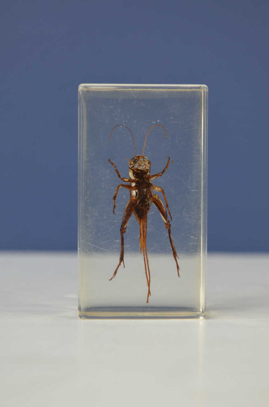 Scientific Entomology / Taxidermy Insects (FE)