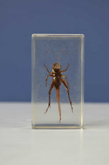 Scientific Entomology / Taxidermy Insects (FE)