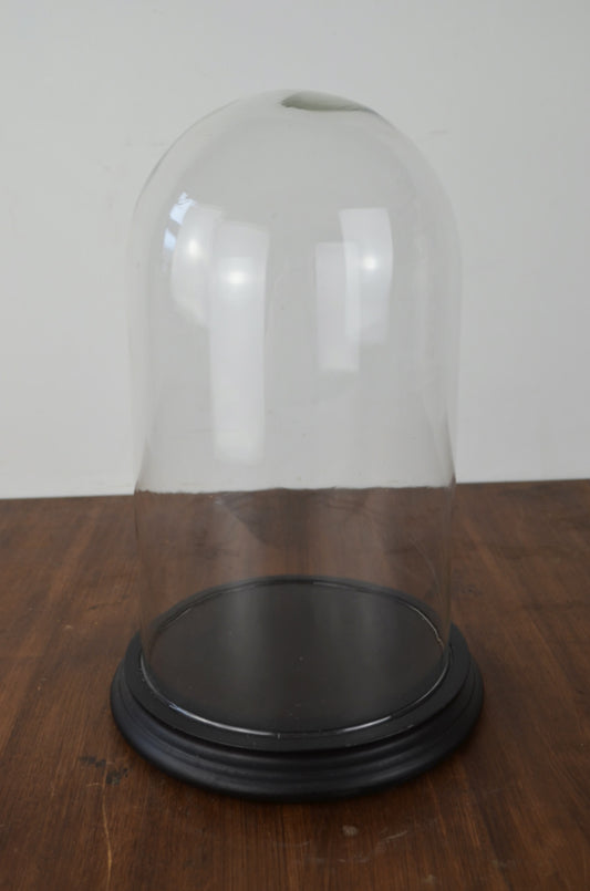 Edwardian Glass Display Dome