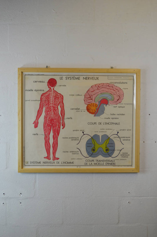 Mid Century French Medical Poster