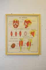 Mid Century French Medical Poster